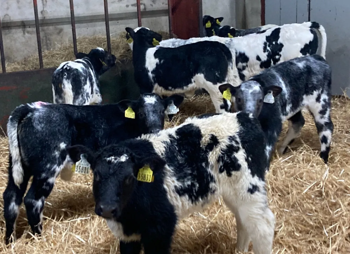 Super AI Bred Belgian Blue Heifer Calves - Image 1