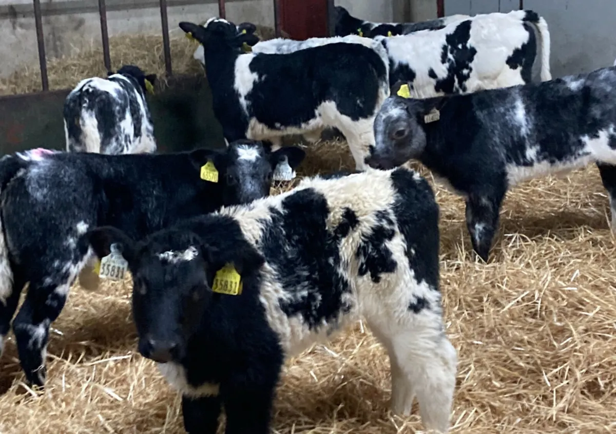 Super AI Bred Belgian Blue Heifer Calves - Image 2