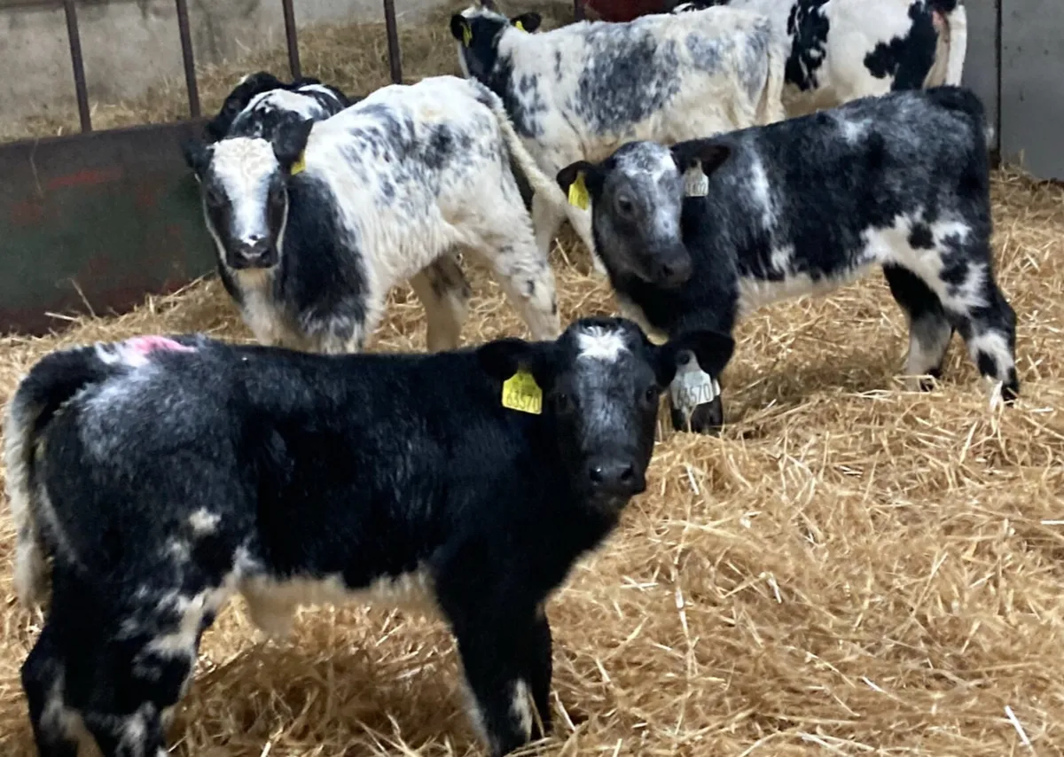 Super AI Bred Belgian Blue Heifer Calves - Image 3