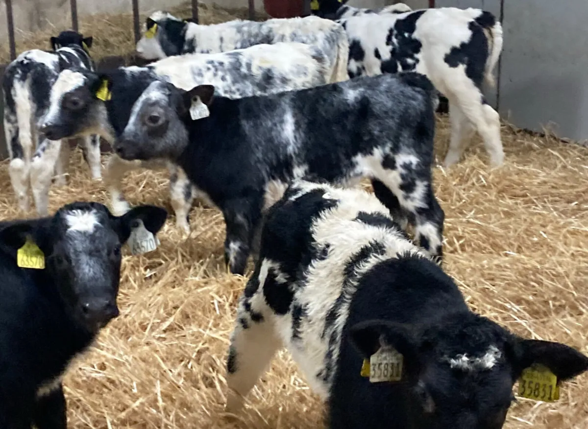 Super AI Bred Belgian Blue Heifer Calves - Image 4