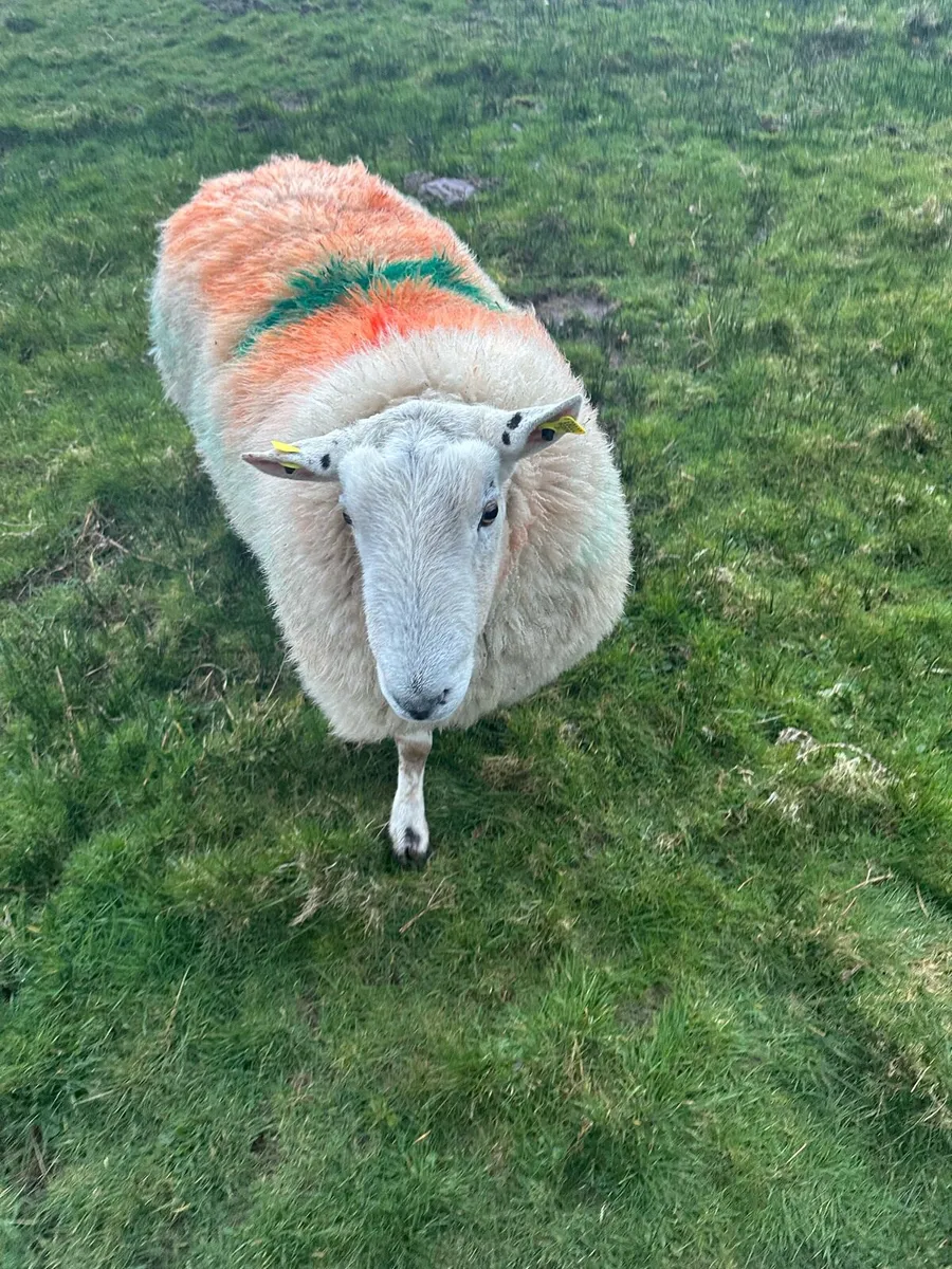 Texel ram - Image 2