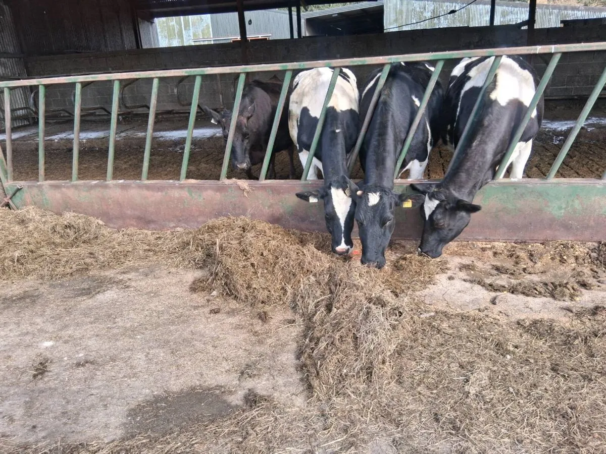 British friesian cows - Image 1