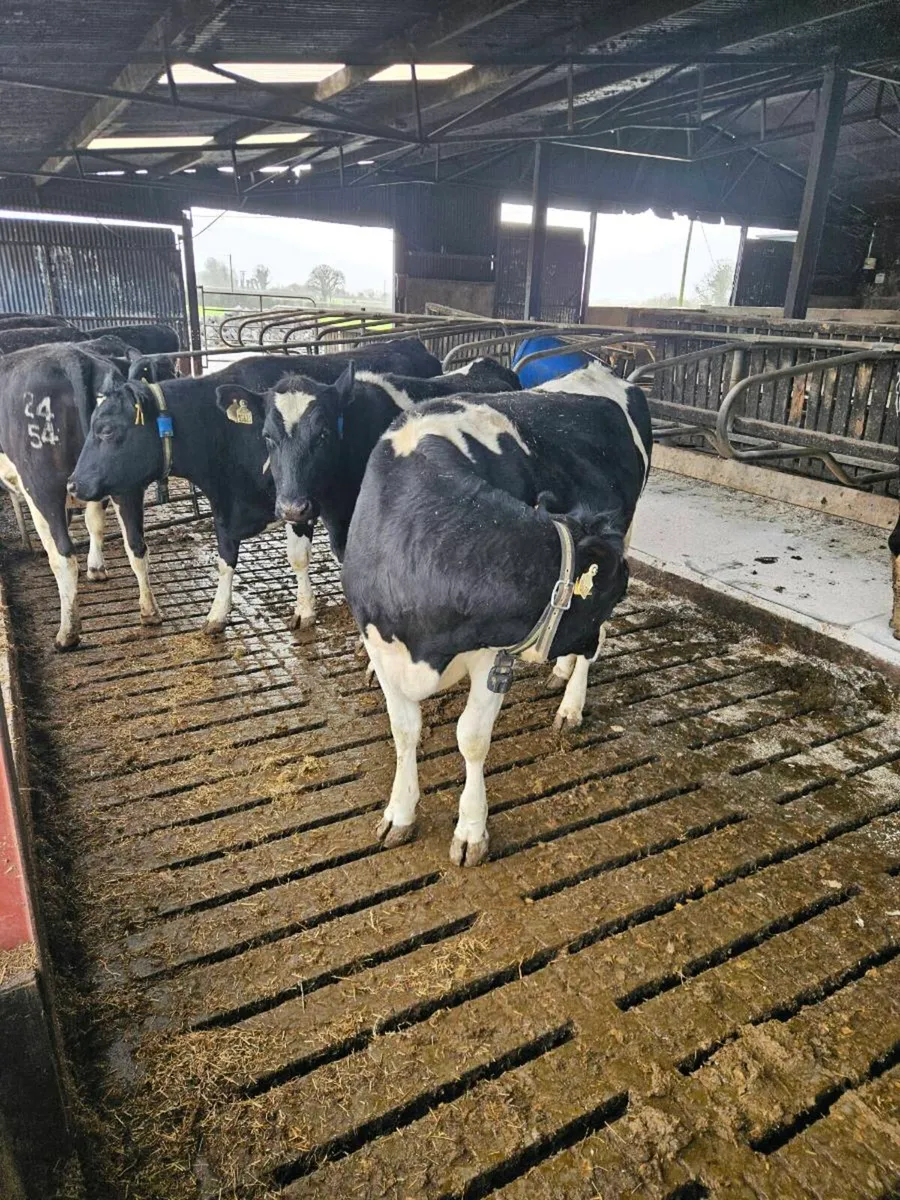 2 yr old Maiden Heifers for Sale - Image 1