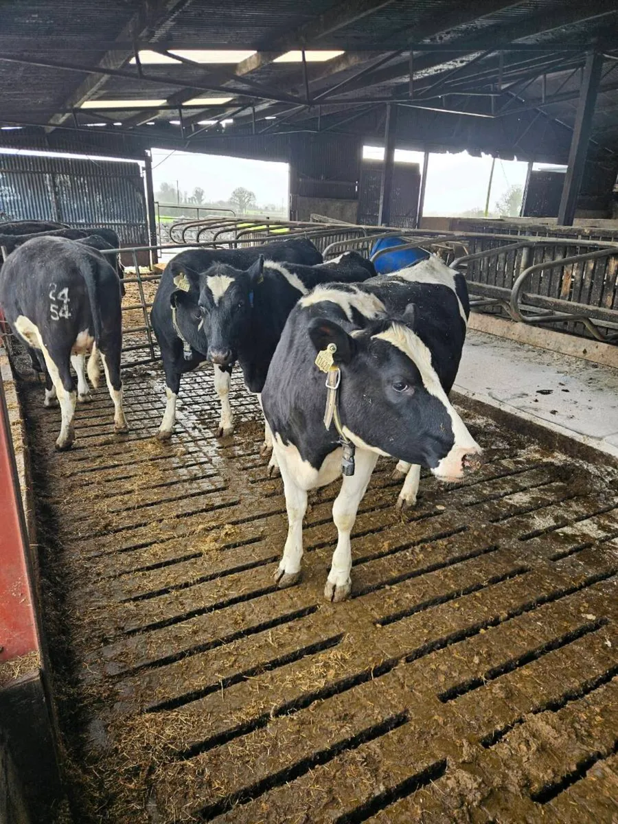 2 yr old Maiden Heifers for Sale - Image 2