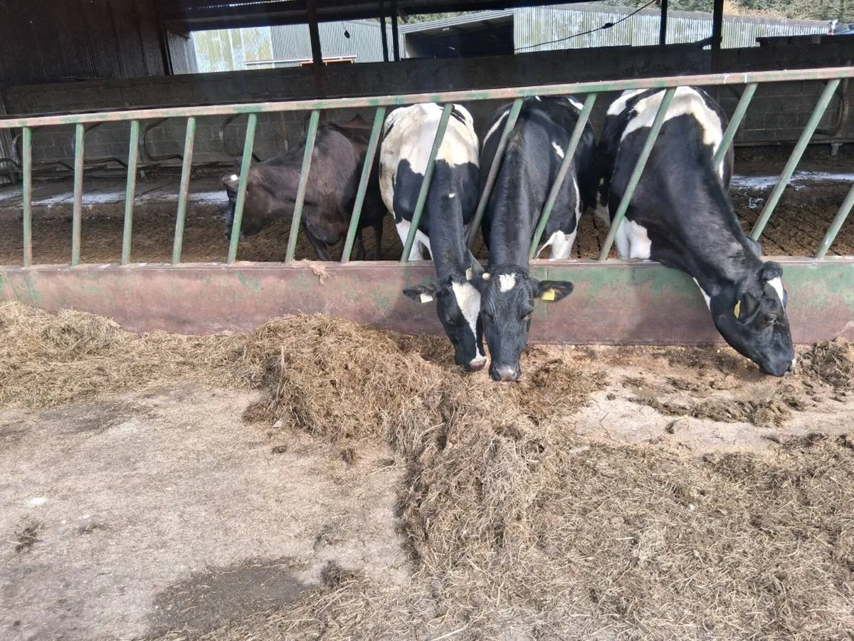 British friesian cows - Image 2