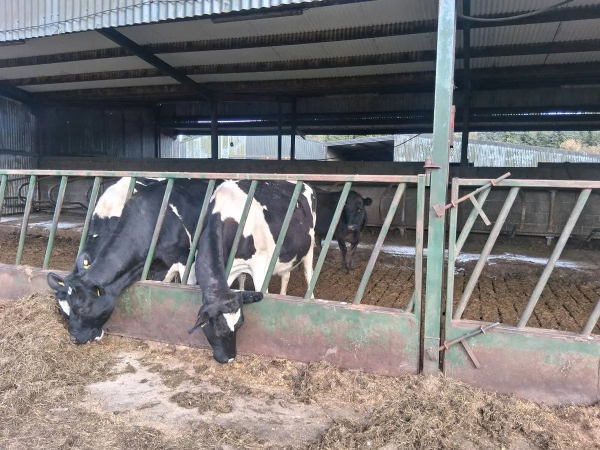 British friesian cows - Image 3