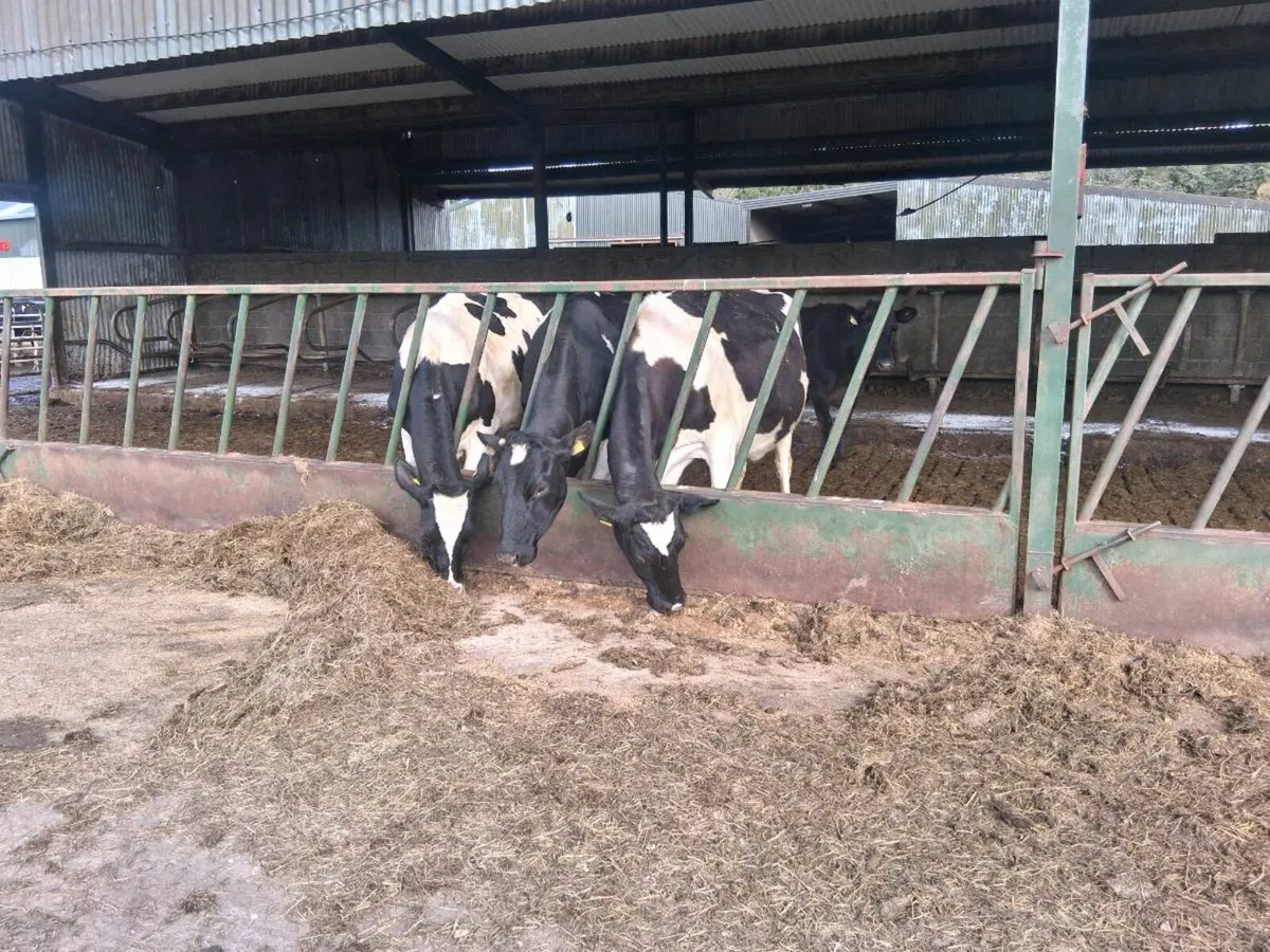 British friesian cows - Image 4