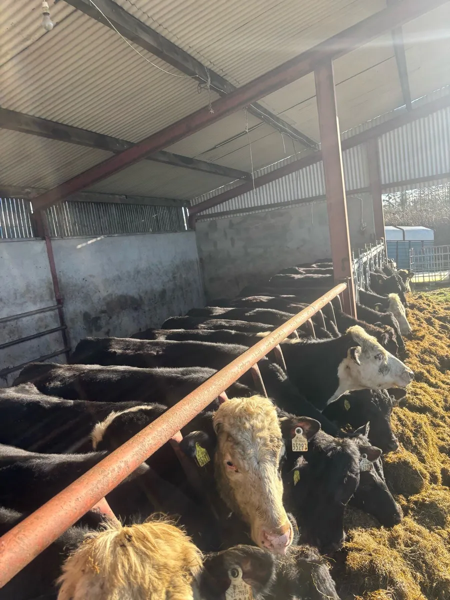 Aax & Hex Yearling Bulls and heifirs - Image 3