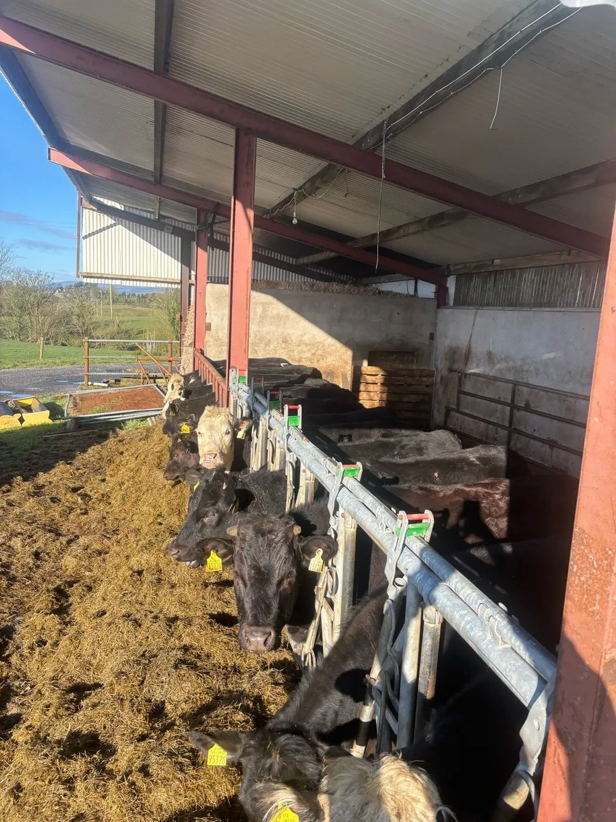 Aax & Hex Yearling Bulls and heifirs - Image 4