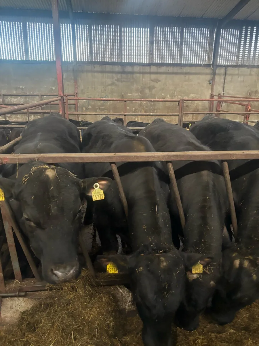 Aax & Hex Yearling Bulls and heifirs - Image 1