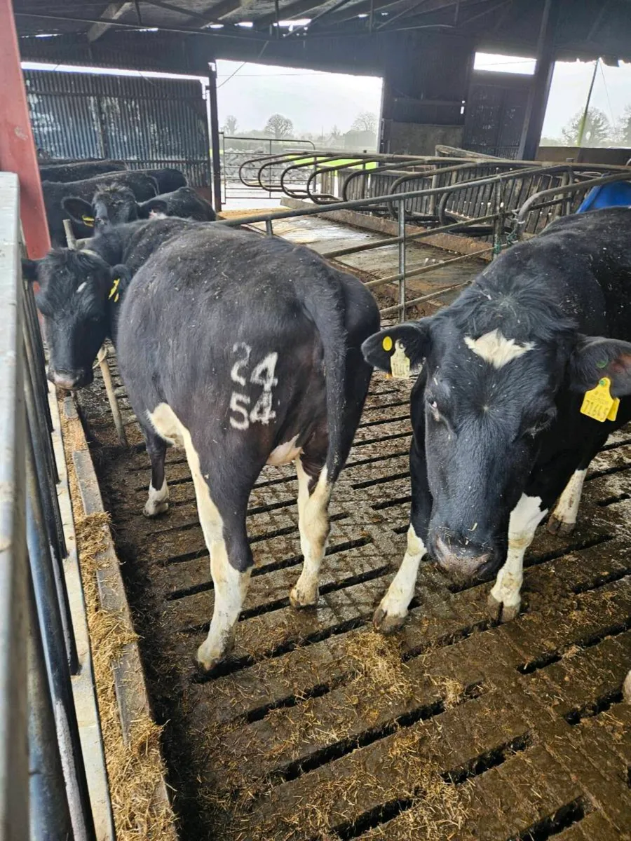 2 yr old Maiden Heifers for Sale - Image 3