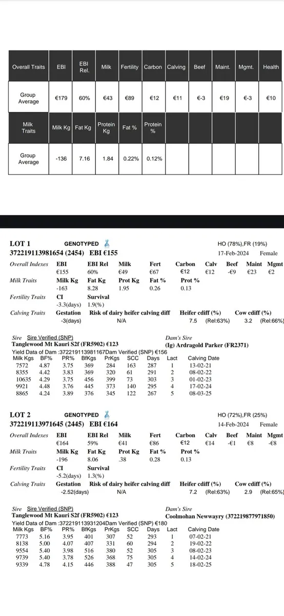 2 yr old Maiden Heifers for Sale - Image 4