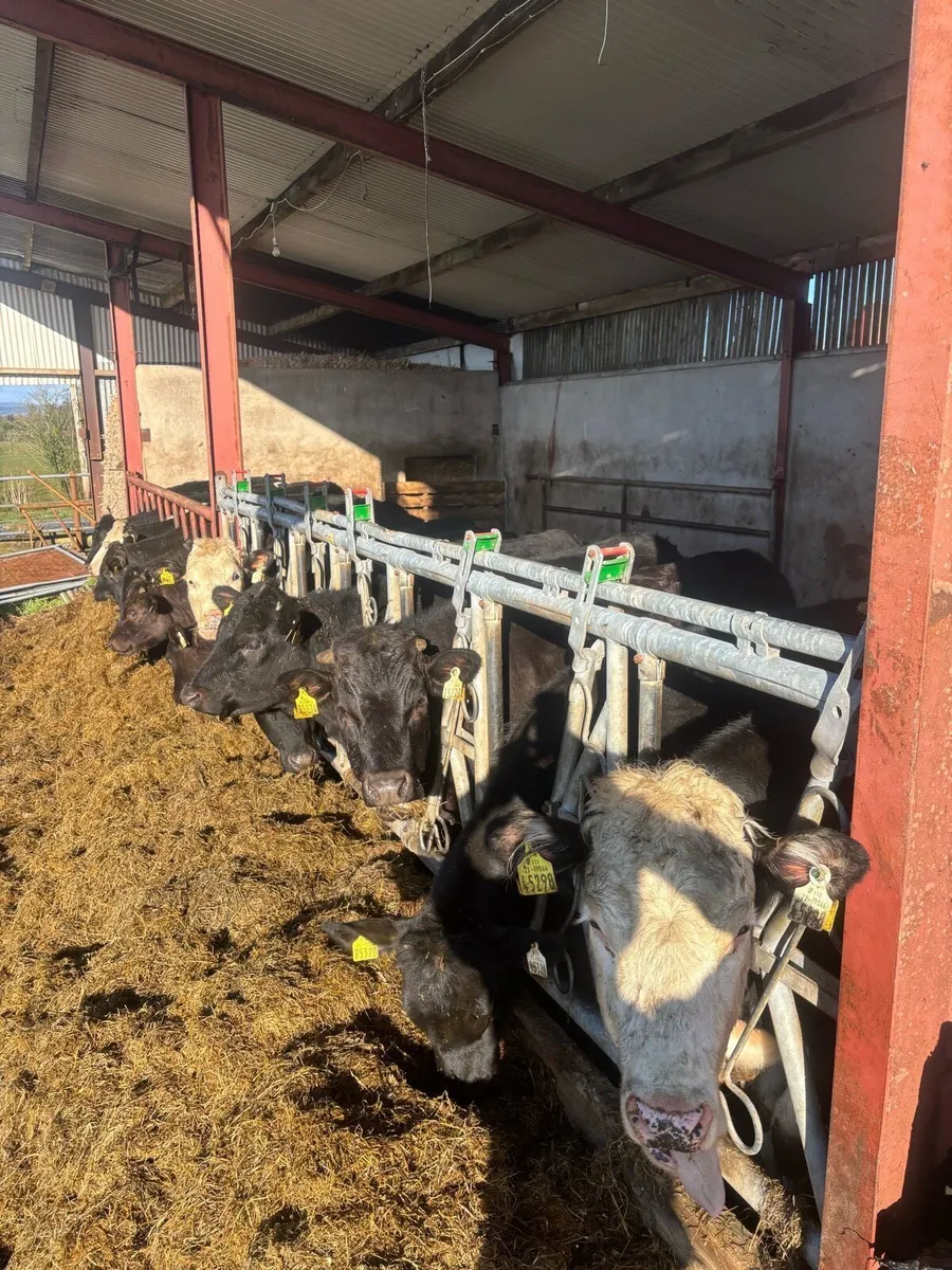 Aax & Hex Yearling Bulls and heifirs - Image 2