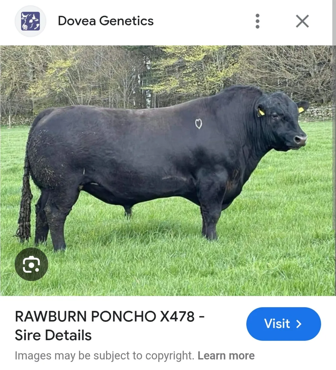 Rawburn poncho bull - Image 4