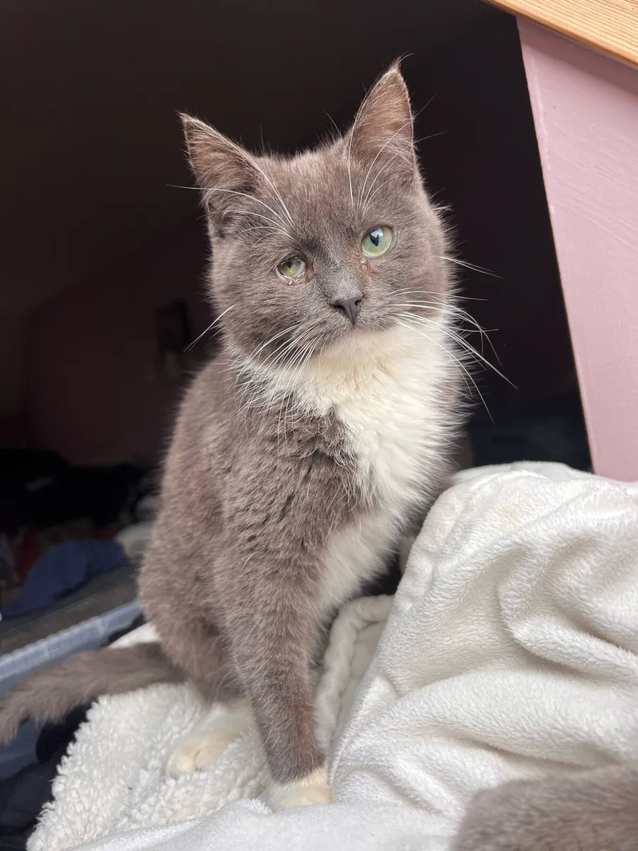 Affectionate pure-bred kitten - Image 1