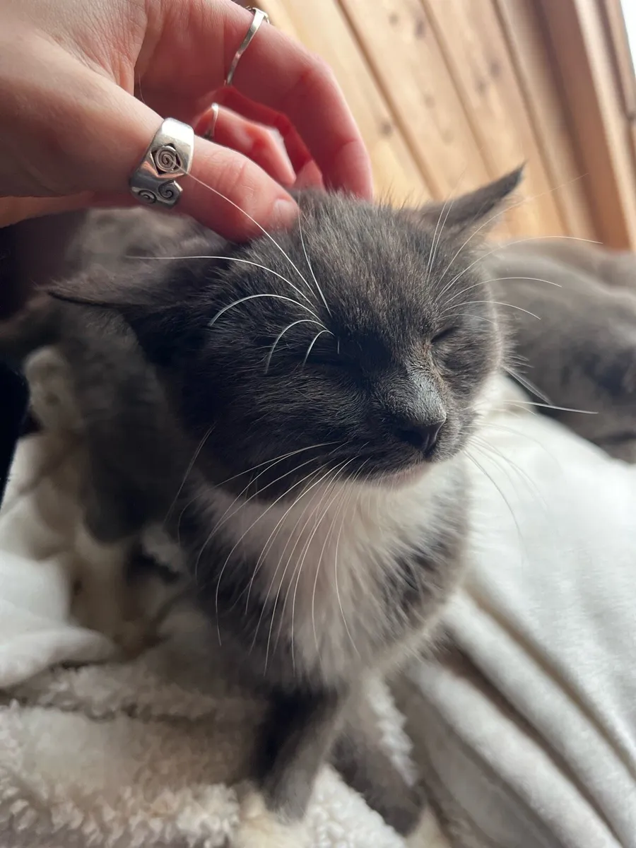 Affectionate pure-bred kitten - Image 2