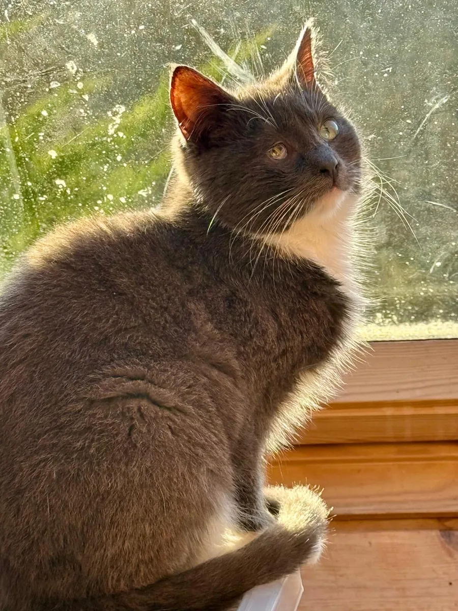 Affectionate pure-bred kitten - Image 3