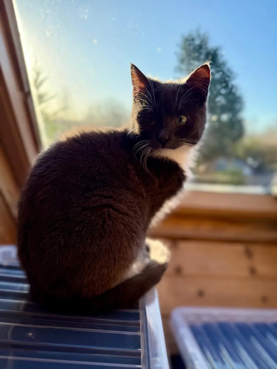 Affectionate pure-bred kitten - Image 4