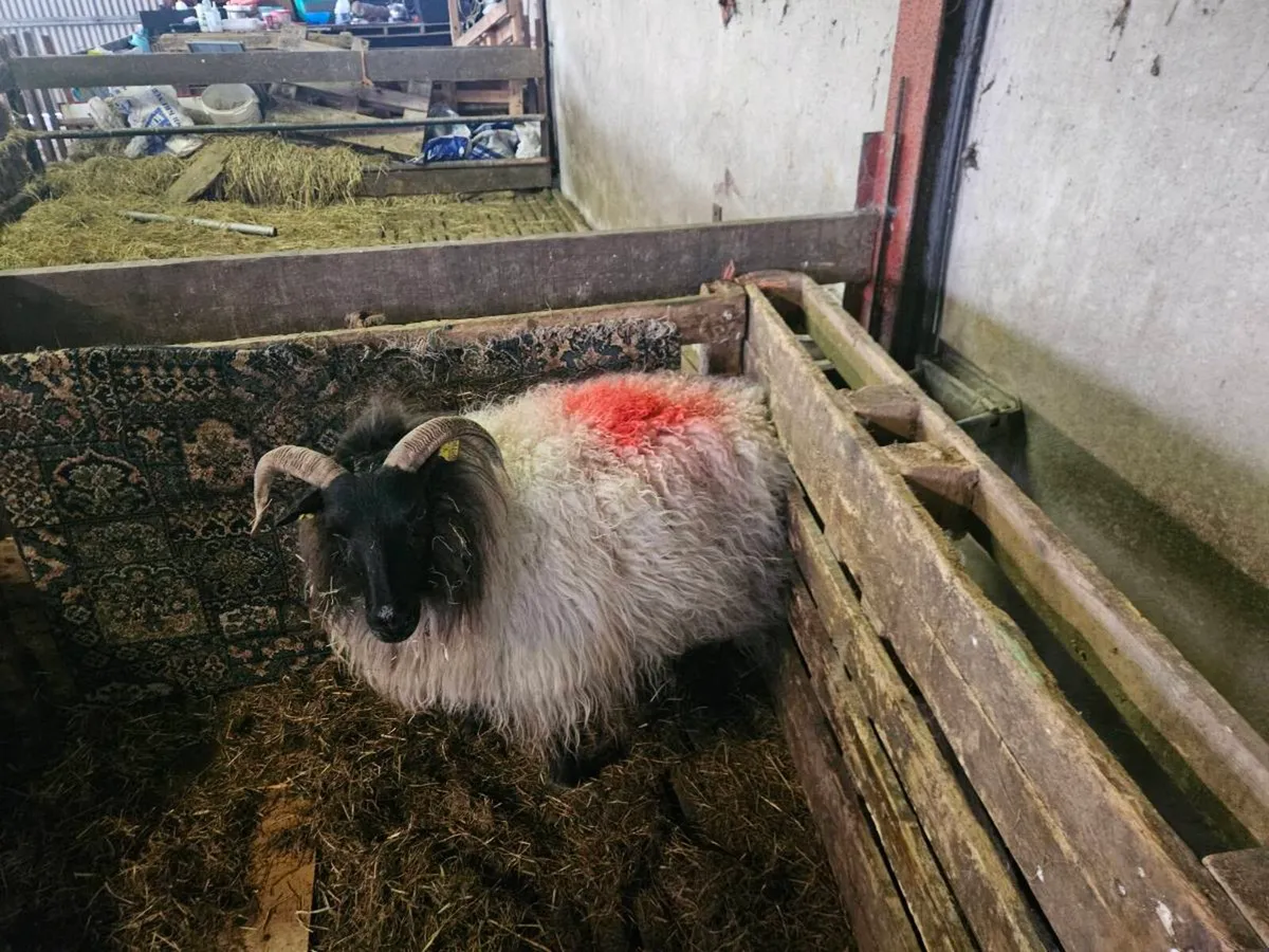 Foster ewe - Image 1