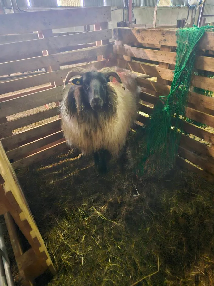 Foster ewe - Image 2