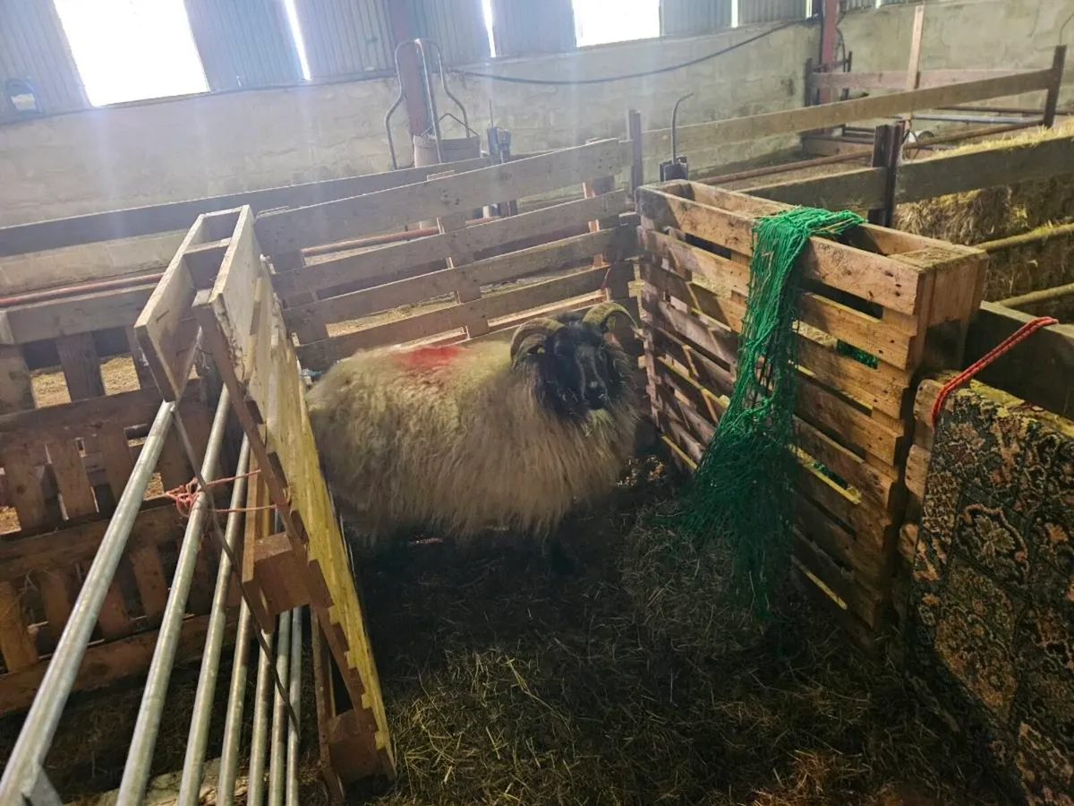 Foster ewe - Image 3