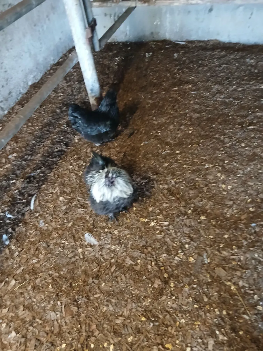 Bantam Pair - Image 1