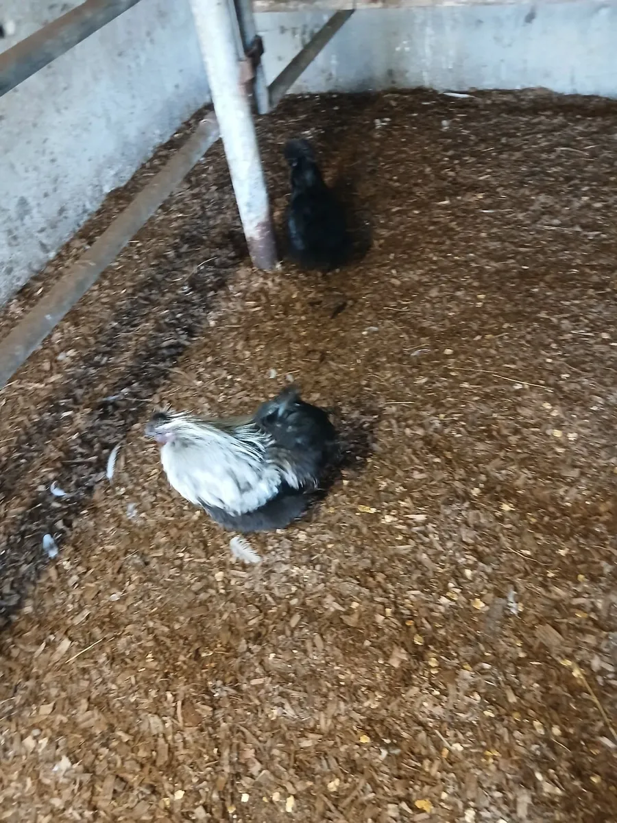 Bantam Pair - Image 2