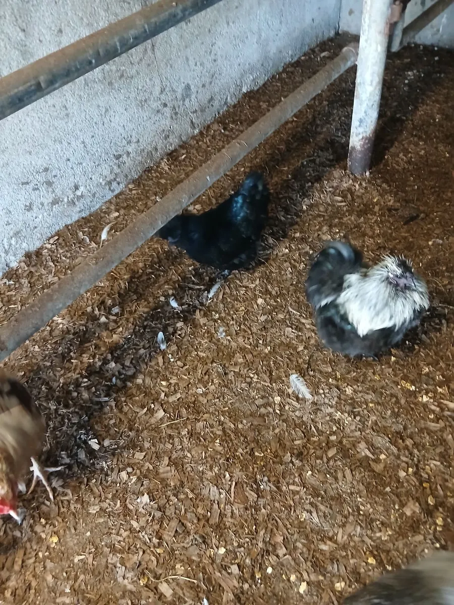 Bantam Pair - Image 4