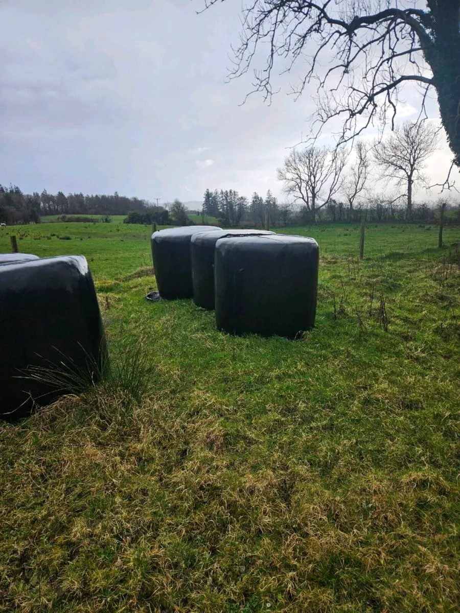 Silage - Image 1