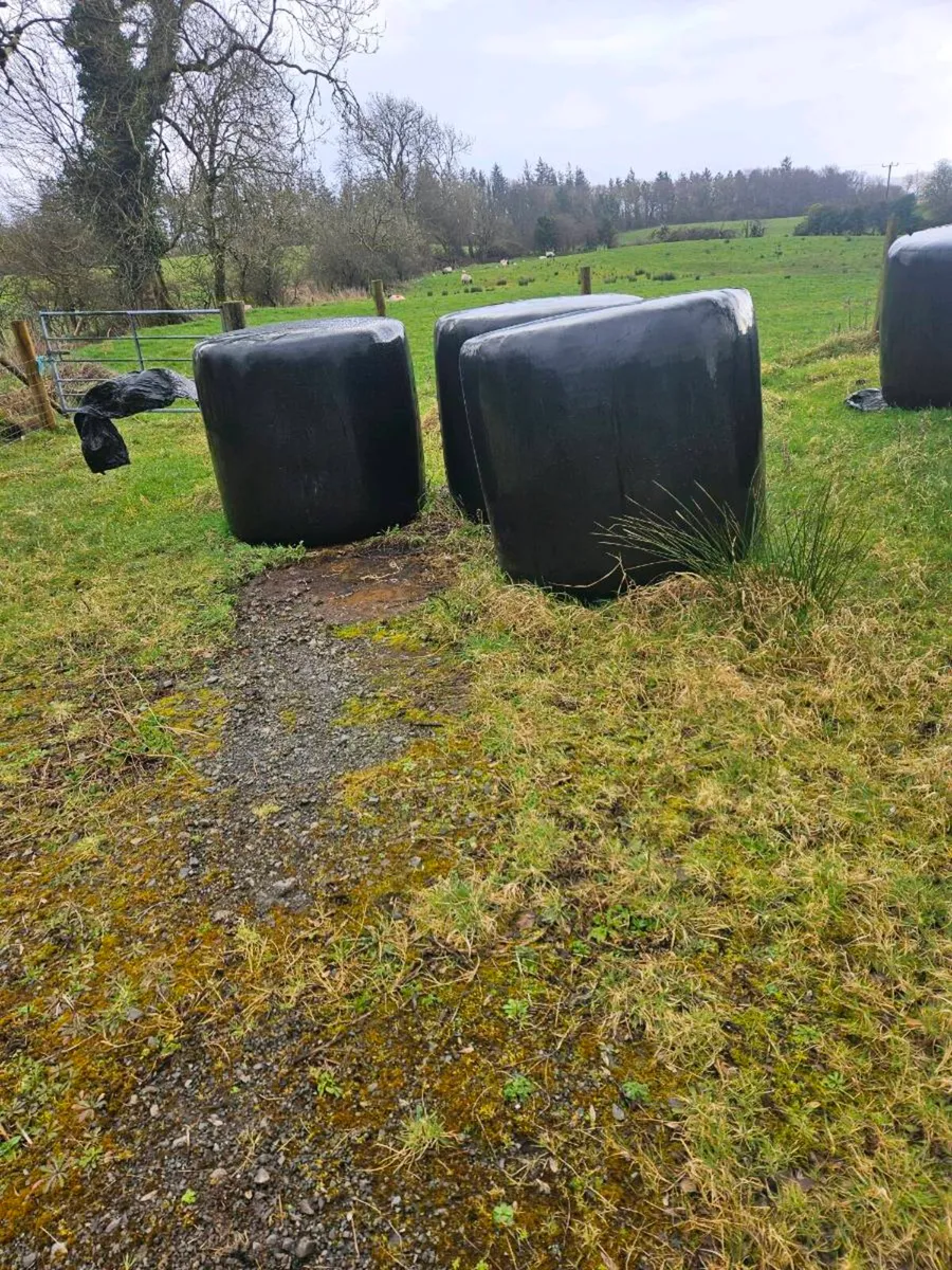 Silage - Image 2