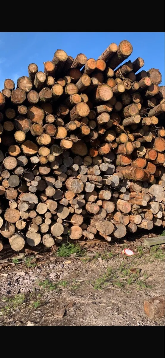 Firewood for sale Van & Artic Loads - Image 2