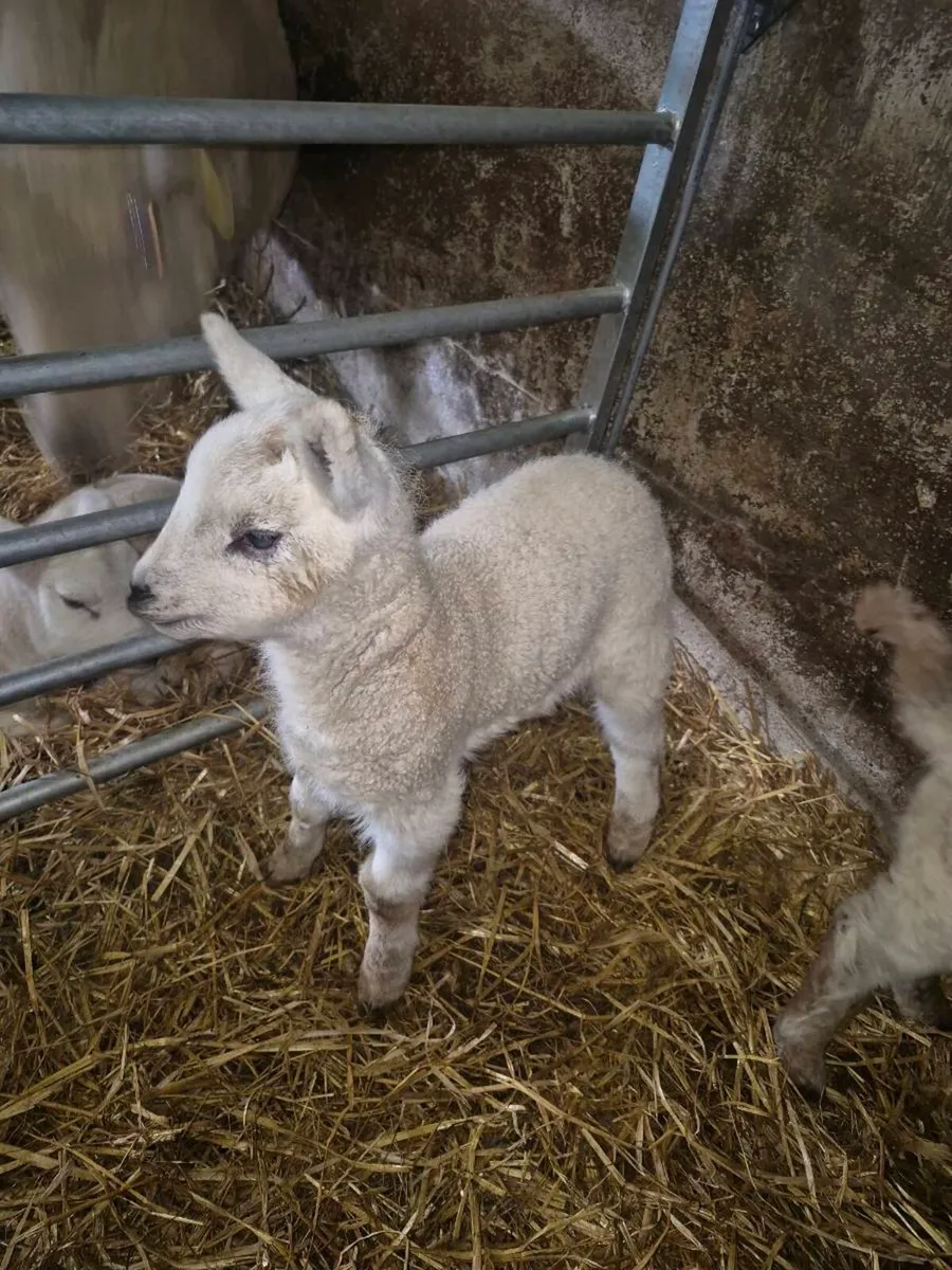 Pet lamb - Image 2
