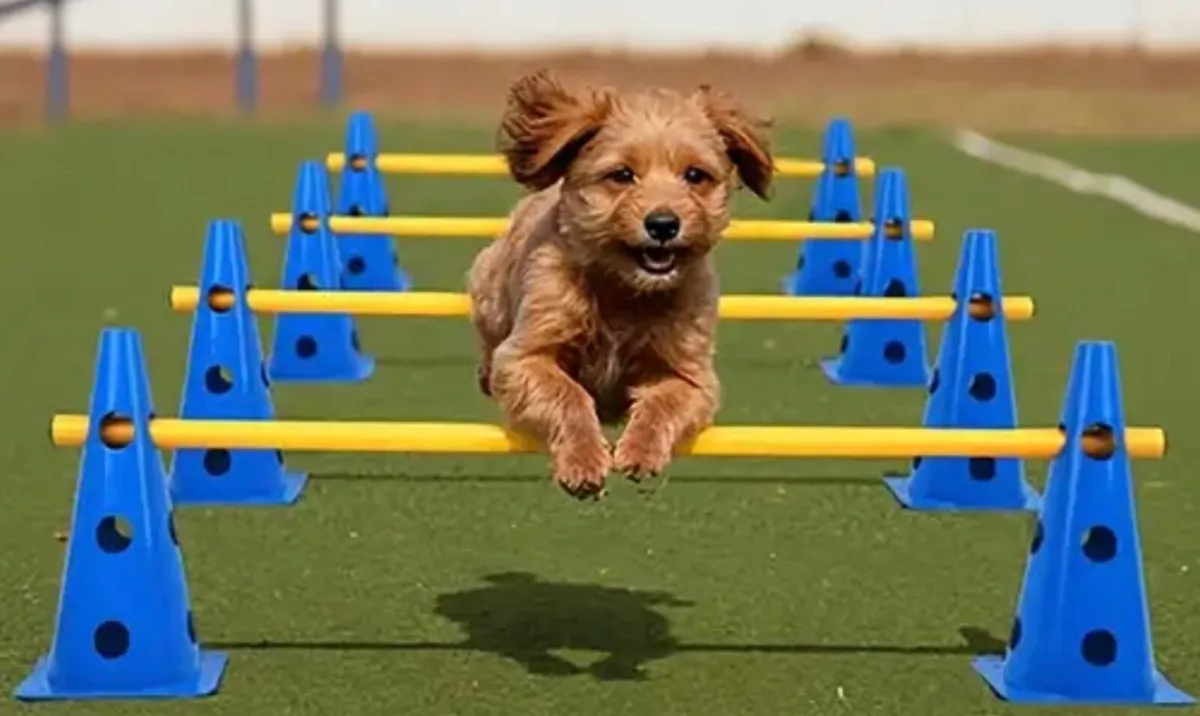 Agility Set - Image 1