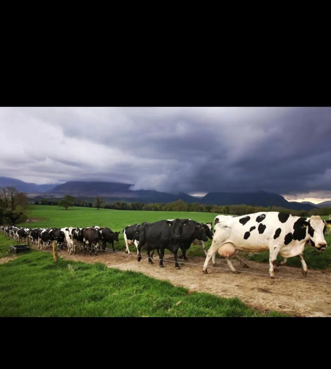 Dairy Herd Wanted - Image 1