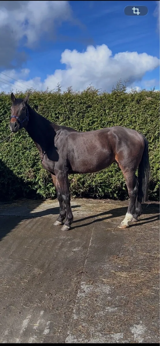 4 year old horse - Image 1