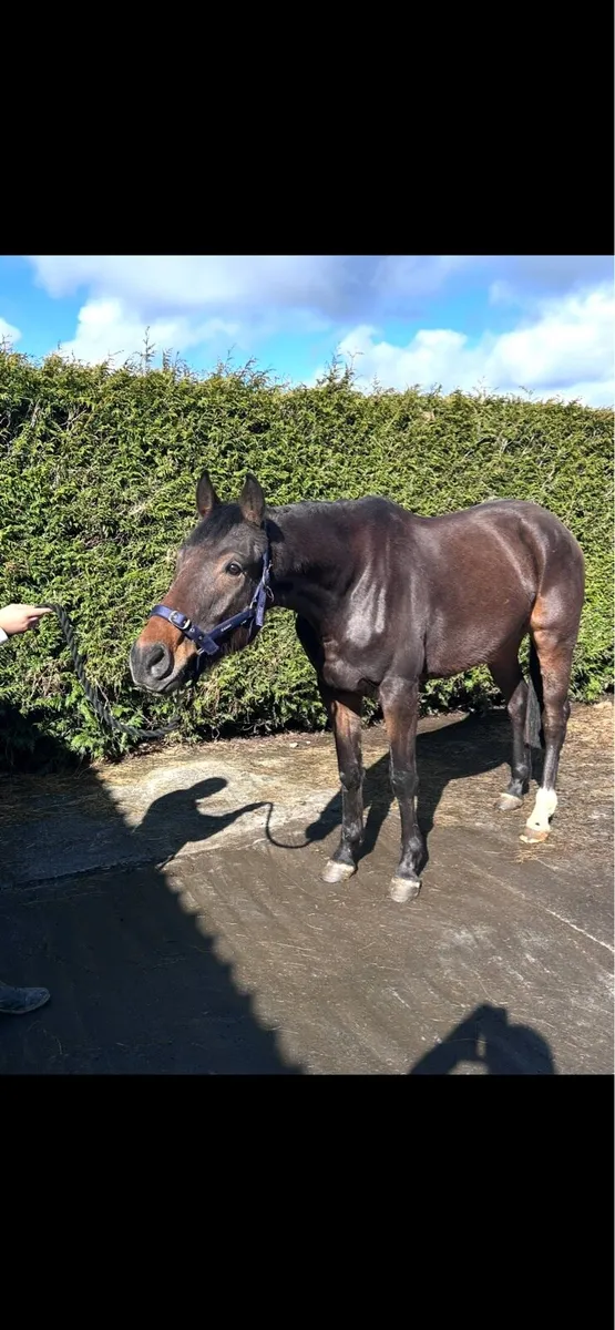 4 year old horse - Image 2