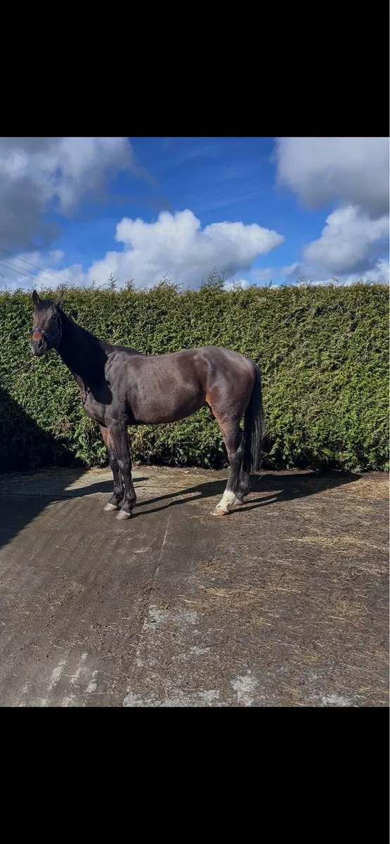 4 year old horse - Image 3