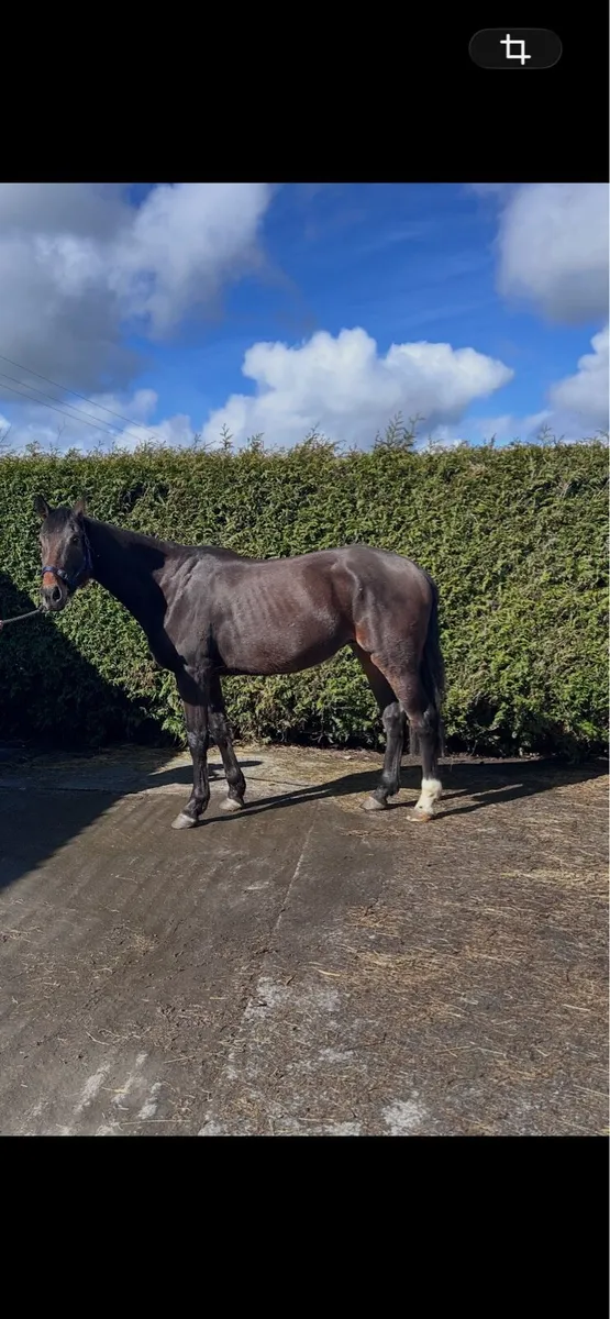 4 year old horse - Image 4