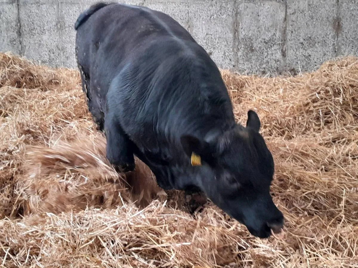 Angus Bulls - Image 4