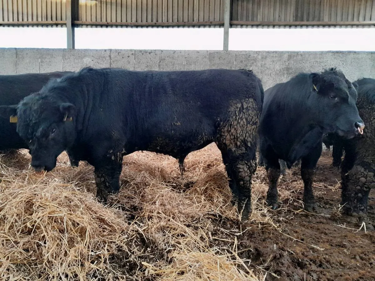 Angus Bulls - Image 3