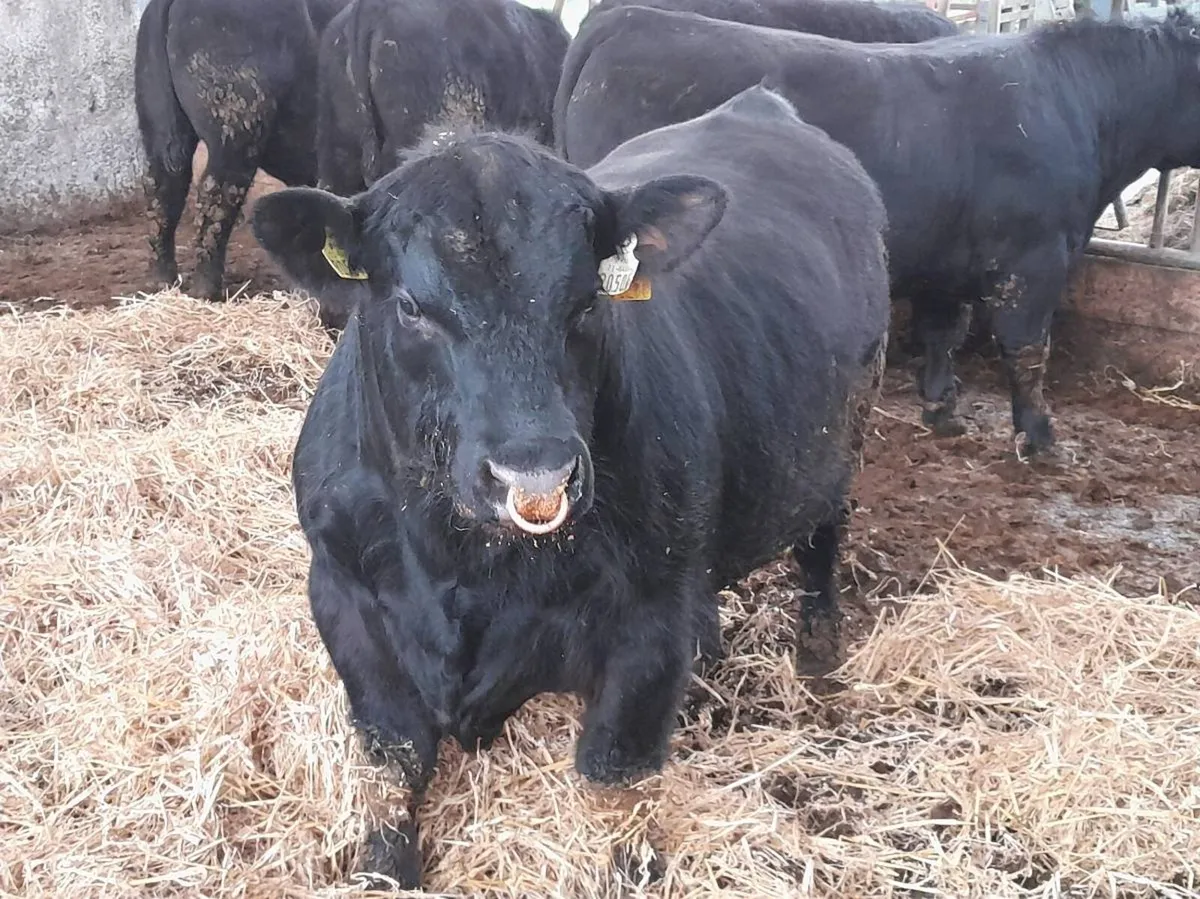 Angus Bulls - Image 2