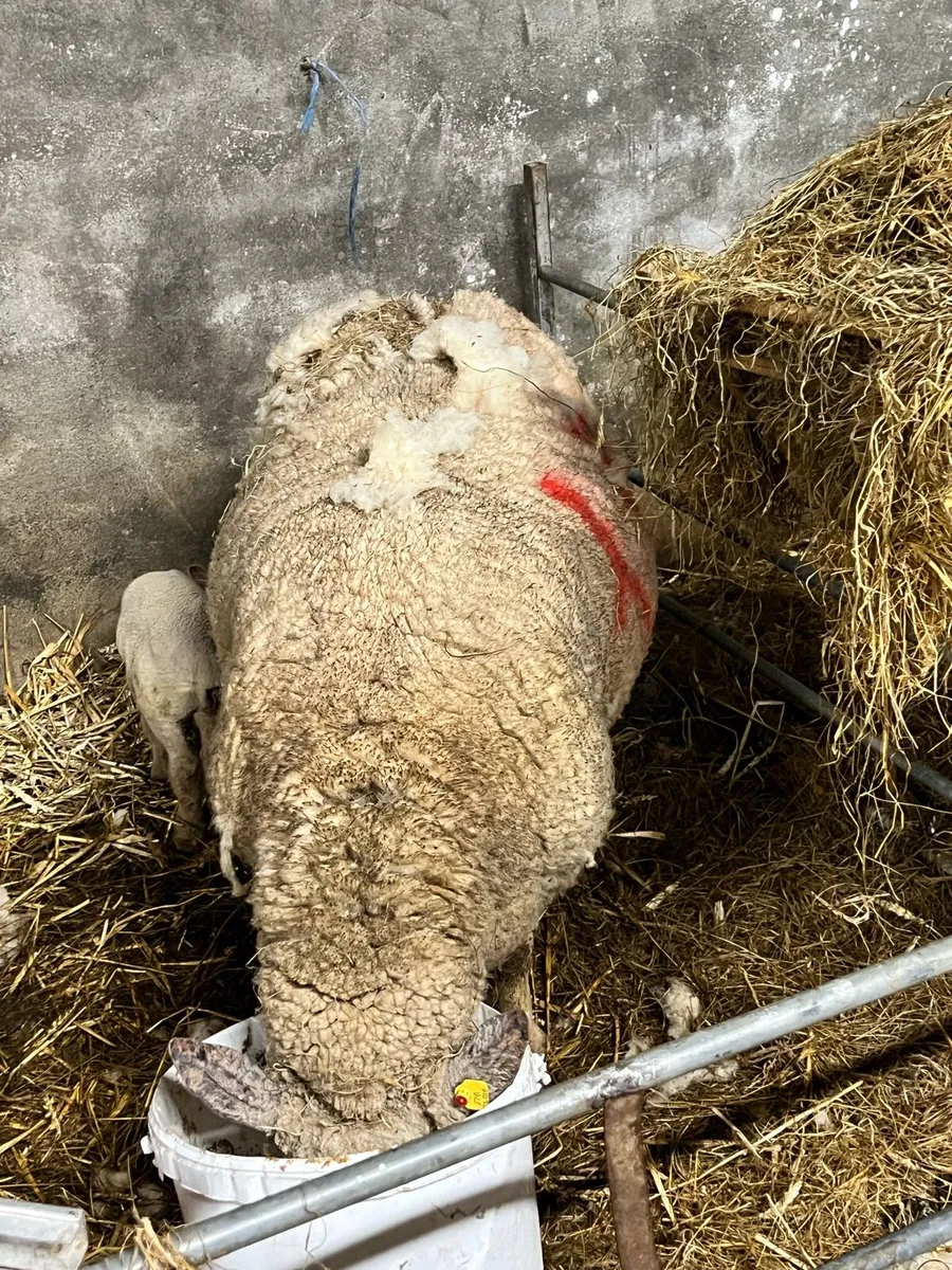 Cull ewe - Image 3