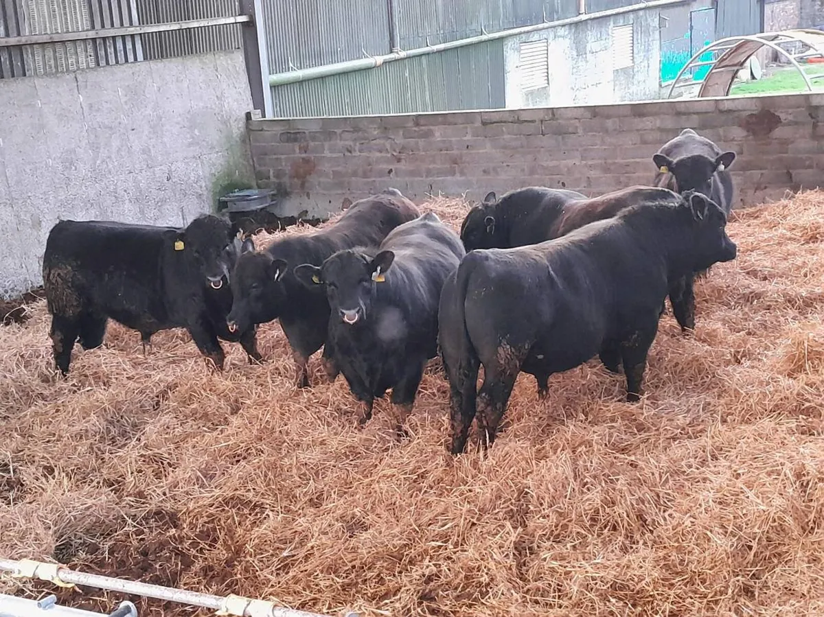 Angus Bulls - Image 1