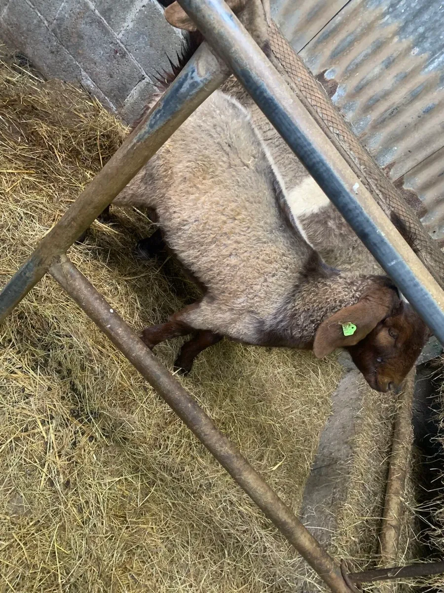 Purebred boers - Image 1