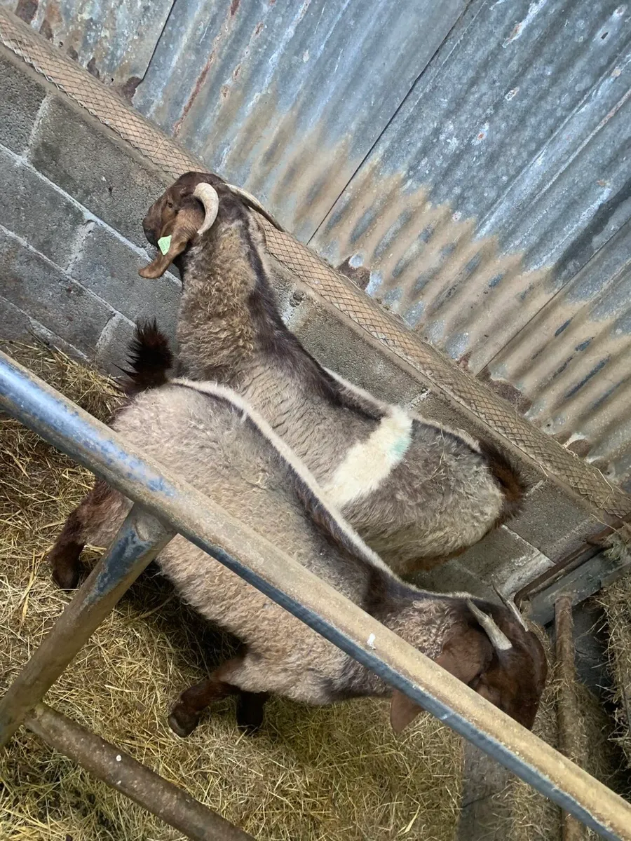 Purebred boers - Image 2