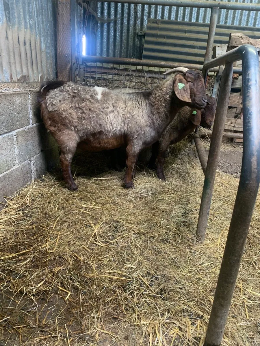 Purebred boers - Image 4