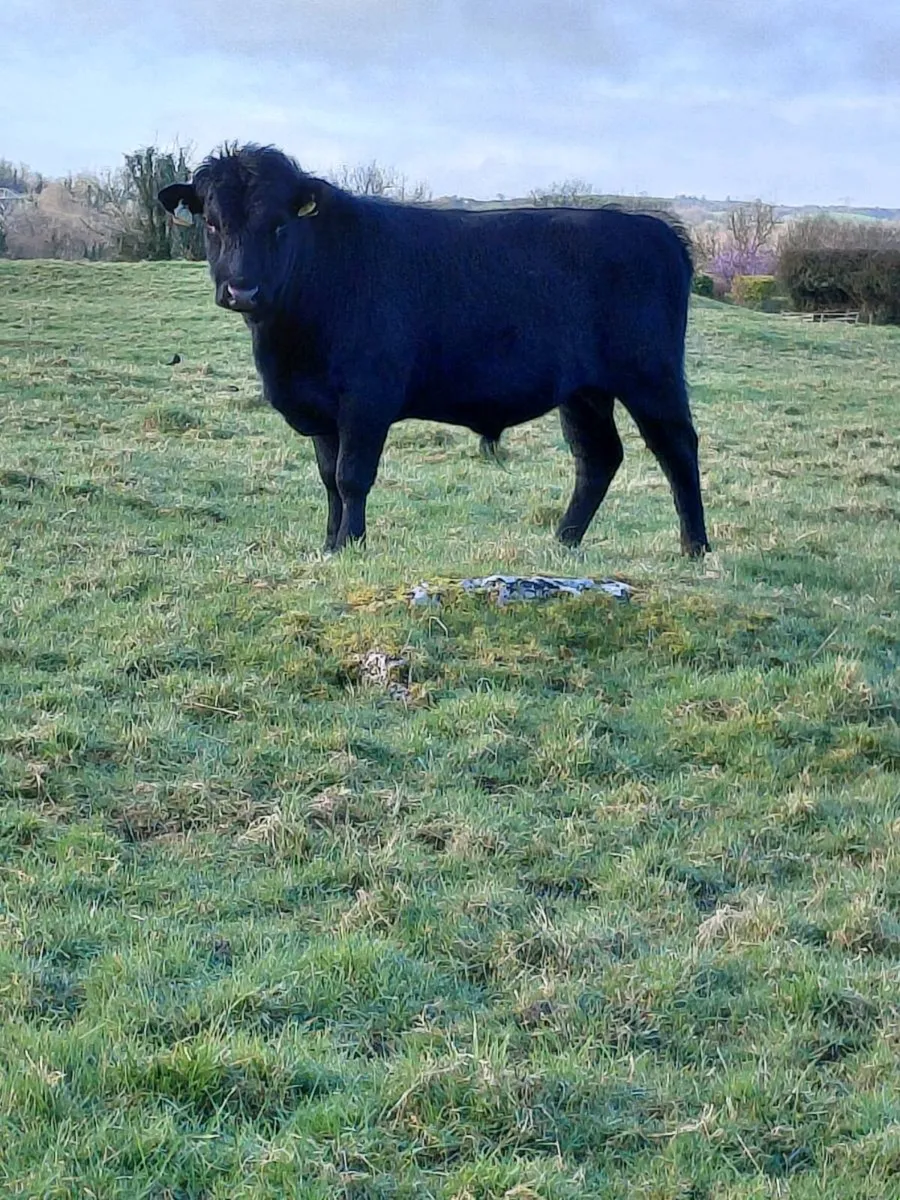 Pedigree Dexter bull for sale - Image 2