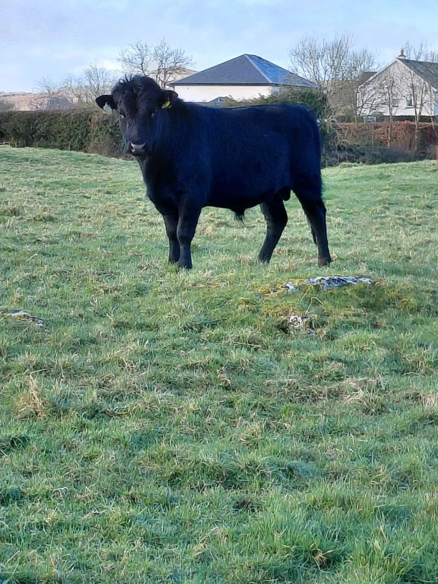 Pedigree Dexter bull for sale - Image 3