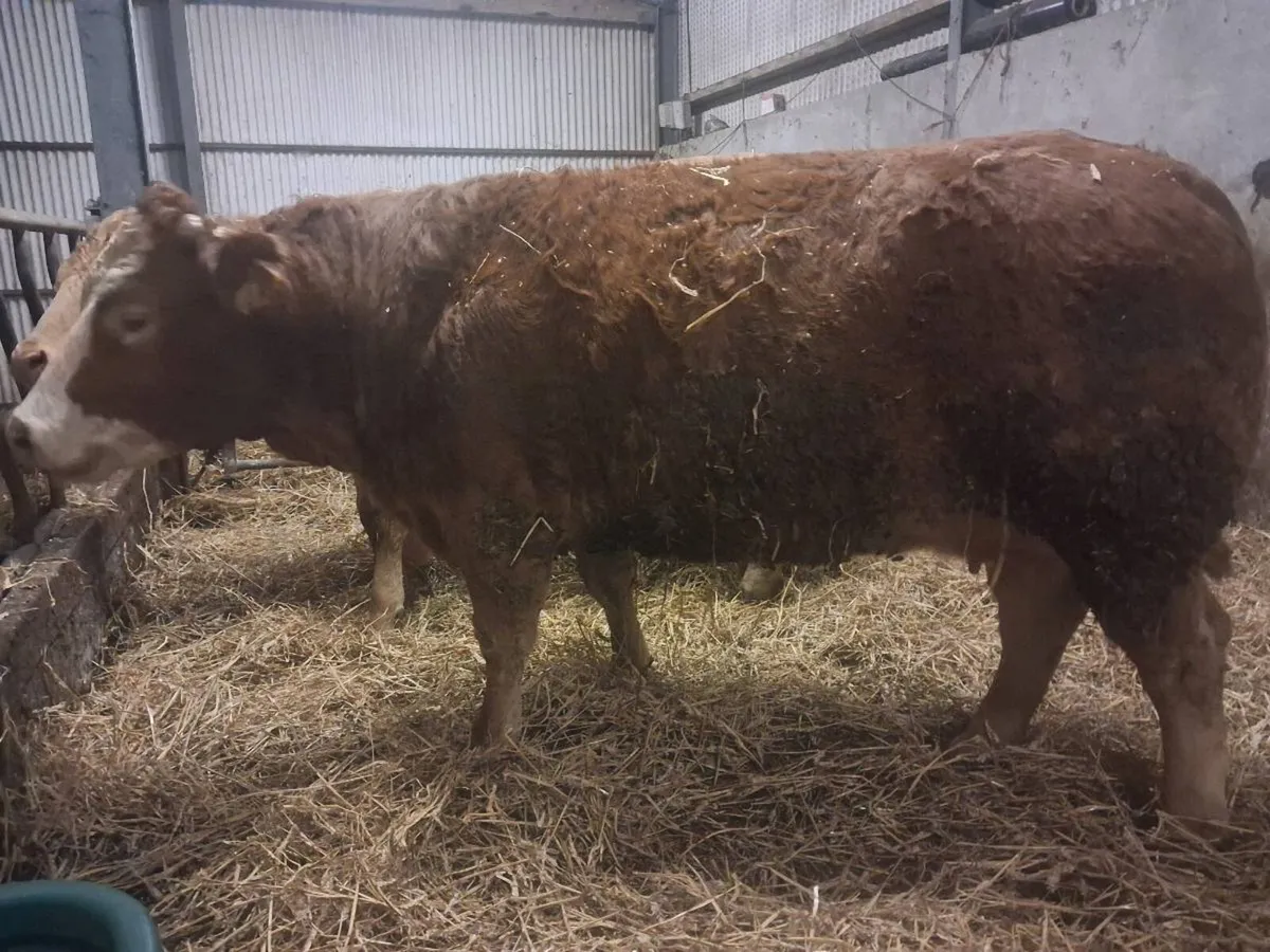 Carrigallen Mart 16th March - Image 1