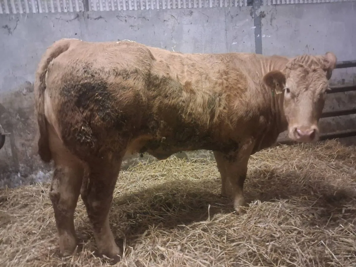 Carrigallen Mart 16th March - Image 2